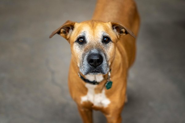 Animalcommunitycollective