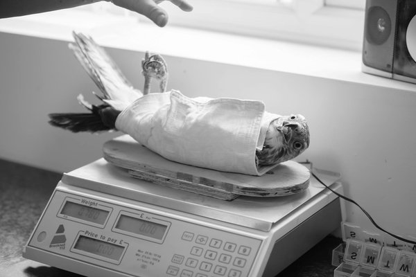 Croquette pour chat diabétique : l'alimentation adaptée expliquée