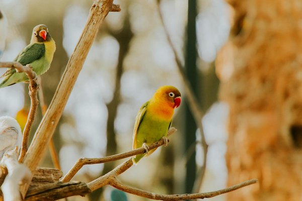Comment les programmes éducatifs sur la faune peuvent-ils changer les perceptions des jeunes sur la conservation ?