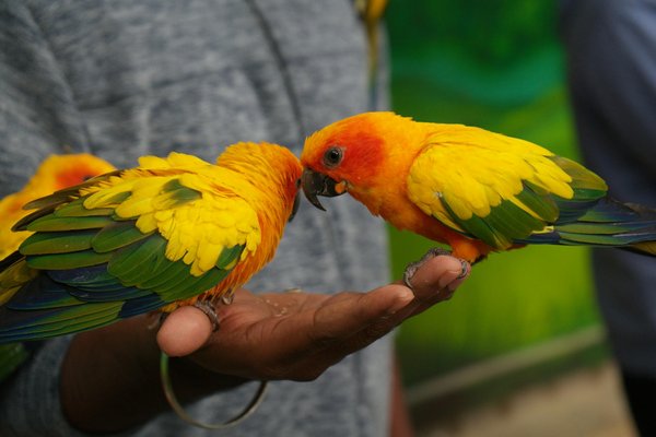 Croquettes pour berger allemand : nutrition sur mesure et qualité