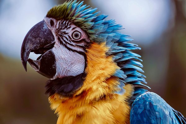 Quels sont les impacts du bruit urbain sur la santé des animaux domestiques ?